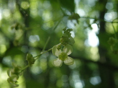 Euonymus leiophloeus