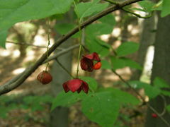 Euonymus leiophloeus