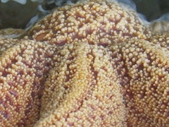 Stichaster australis