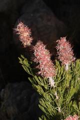 Paranomus bracteolaris