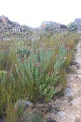 Paranomus bracteolaris