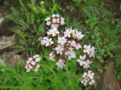 Valeriana capensis capensis