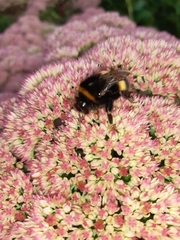 Bombus terrestris