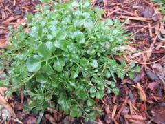 Cardamine