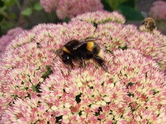 Bombus terrestris