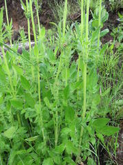 Valeriana capensis capensis