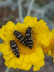 Acmaeodera alicia