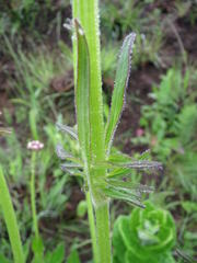 Valeriana capensis capensis