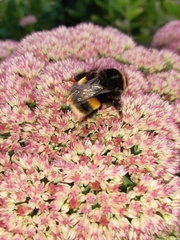 Bombus terrestris