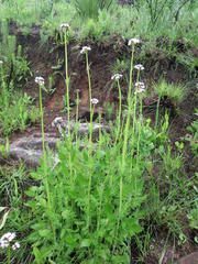 Valeriana capensis capensis
