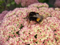Bombus terrestris
