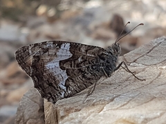 Hipparchia cretica
