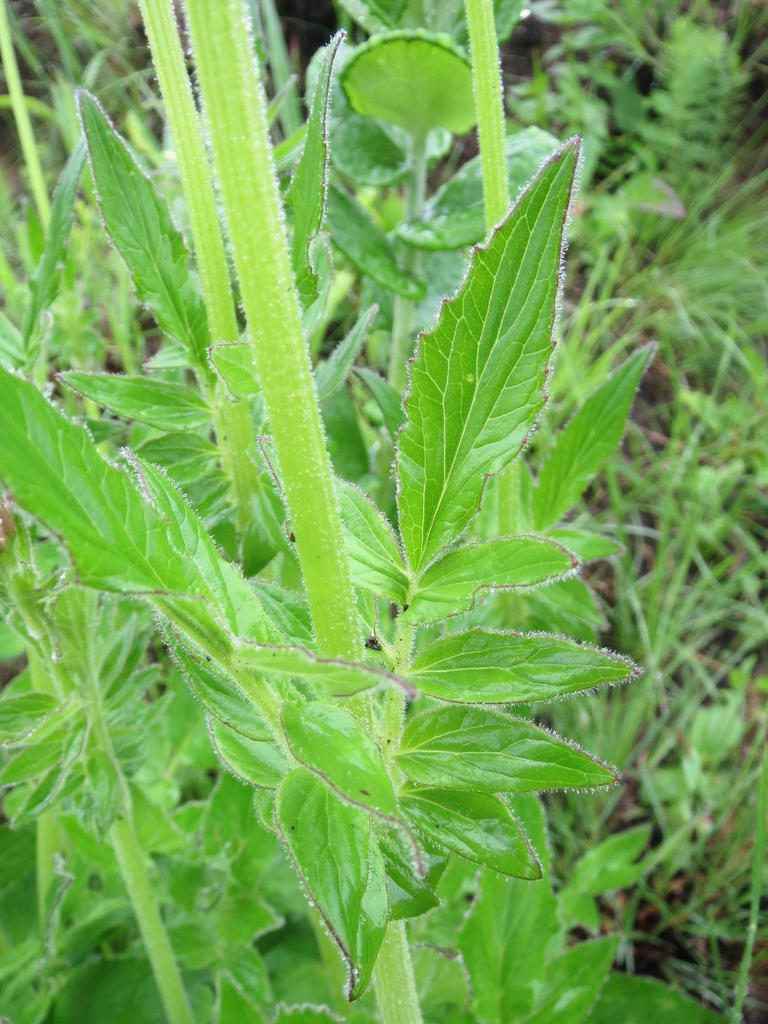 Cape Valerian