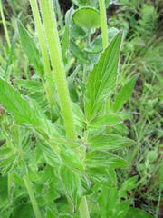 Valeriana capensis capensis