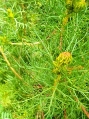 Serruria foeniculacea