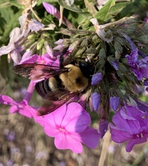 Xylocopa virginica