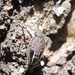 Insecta