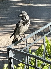 Corvus cornix