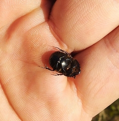 Onthophagus gibbulus