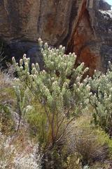 Paranomus tomentosus