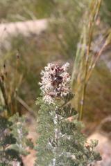 Paranomus tomentosus