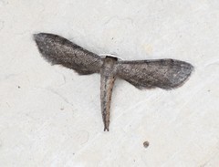 Protoproutia laredoata