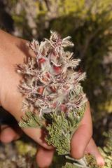 Paranomus tomentosus