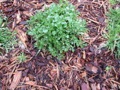 Cardamine