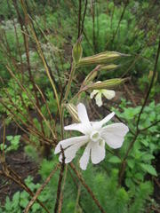 Silene undulata undulata