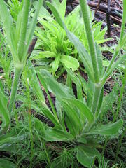 Silene undulata undulata