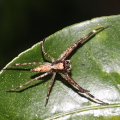 Arachnida
