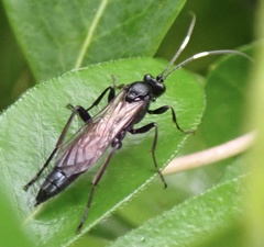 Vulgichneumon