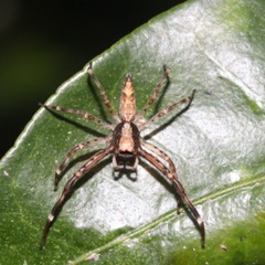 Arachnida