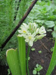 Albuca virens virens