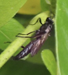 Vulgichneumon