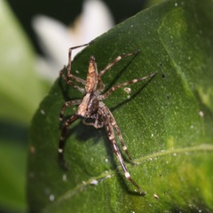 Arachnida