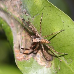 Arachnida