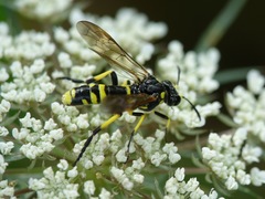 Tenthredo marginella