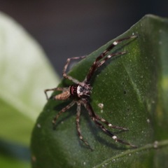 Arachnida