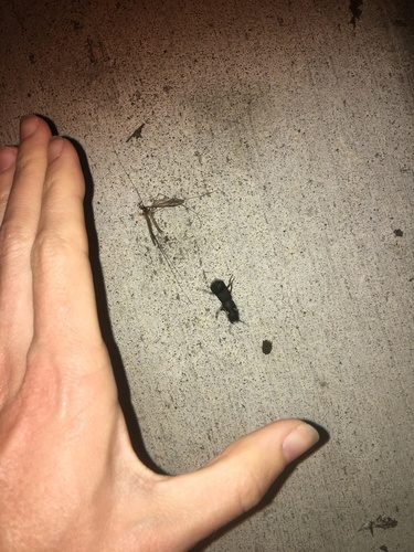 Devil's coach horse beetle