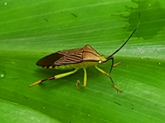 Melucha lineatella
