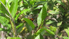Ardaris eximia