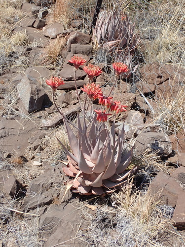 Image of Aloe hereroensis by no rights reserved