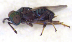 Adelencyrtoides