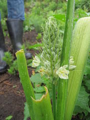 Albuca virens virens