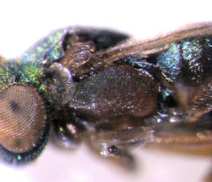 Adelencyrtoides