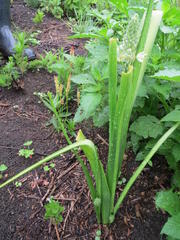 Albuca virens virens