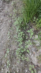 Xanthium orientale
