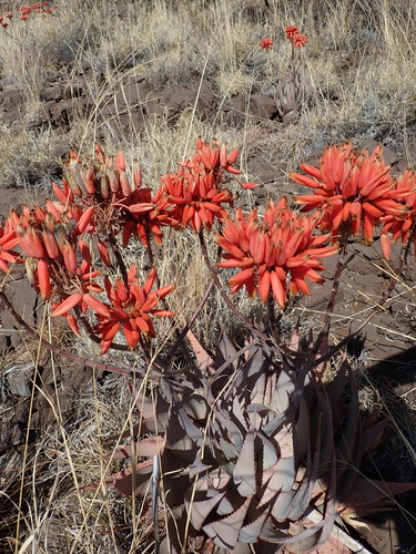 Image of Aloe hereroensis by no rights reserved