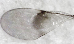 Adelencyrtoides